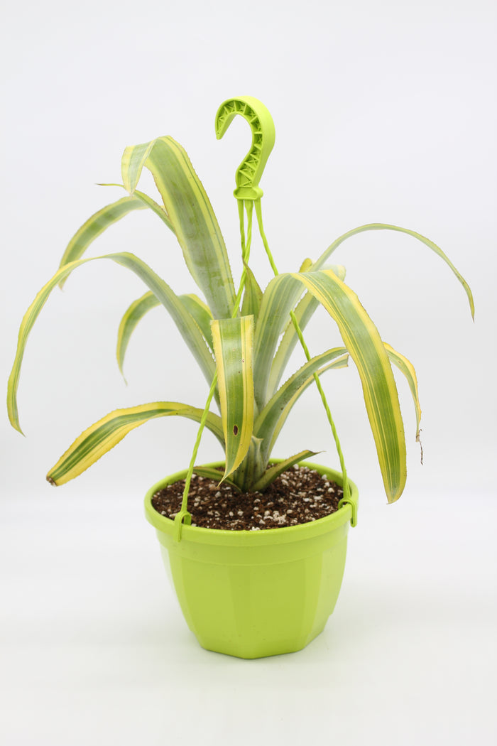 Billbergia nutans 'Forsters Striate'