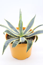 Agave americana variegata