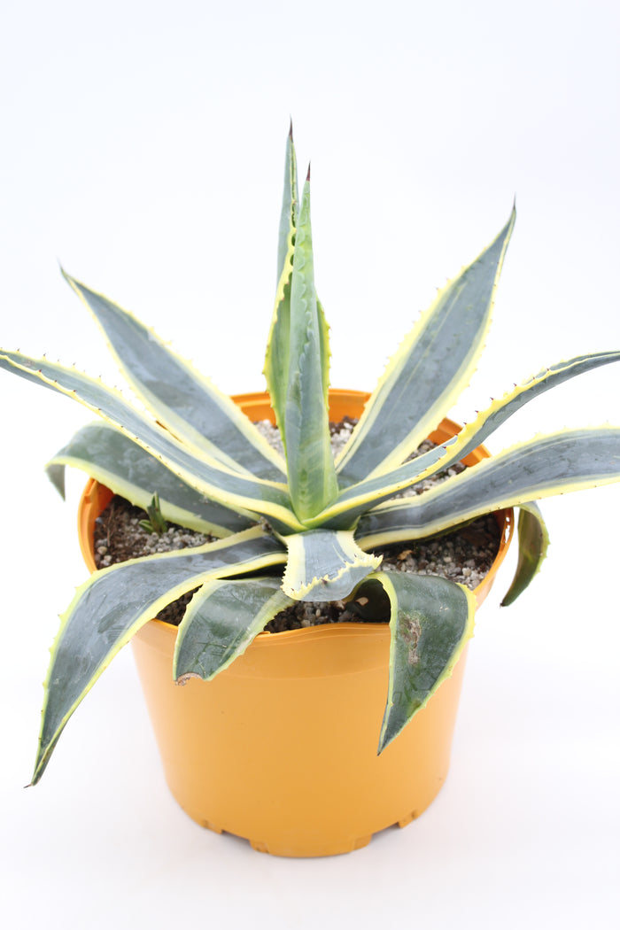 Agave americana variegata