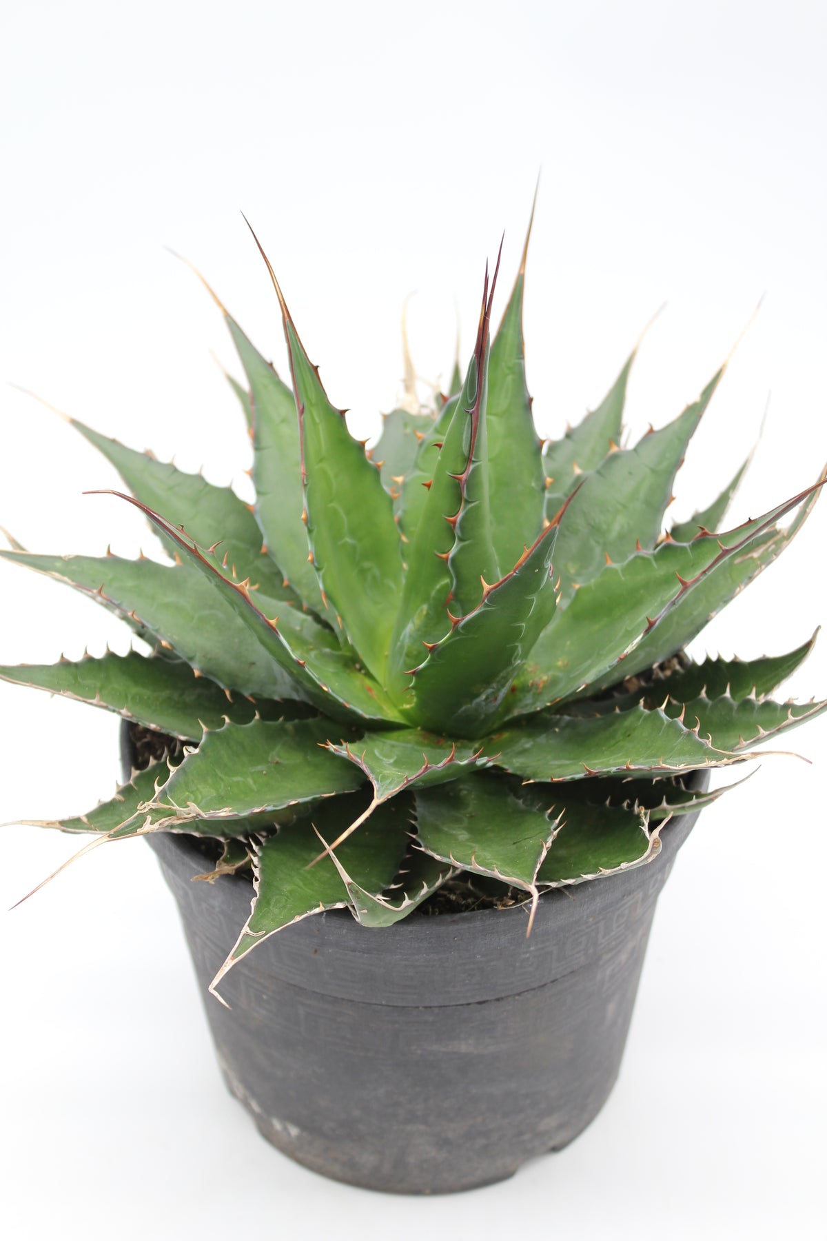 Agave montana