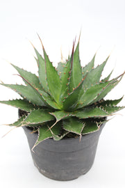 Agave montana