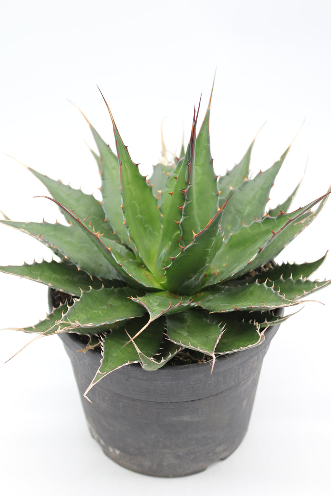 agave montana Agave montana – Desert to Jungle