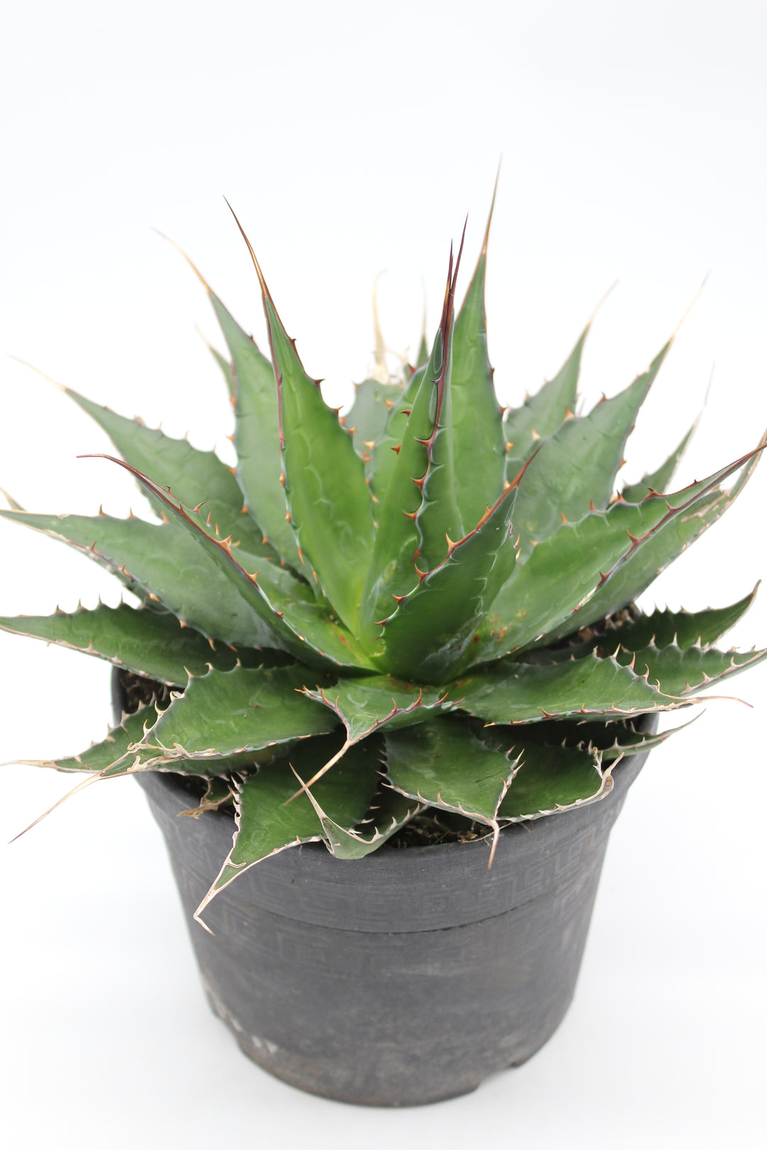 Agave montana – Desert to Jungle
