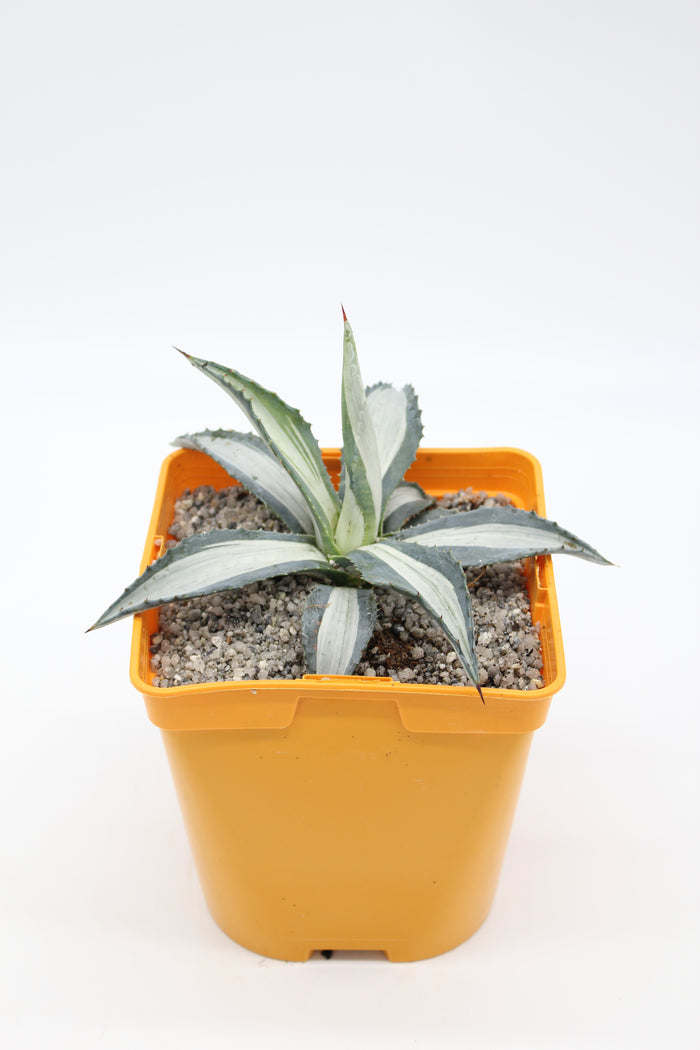 Agave Americana Mediopicta Alba
