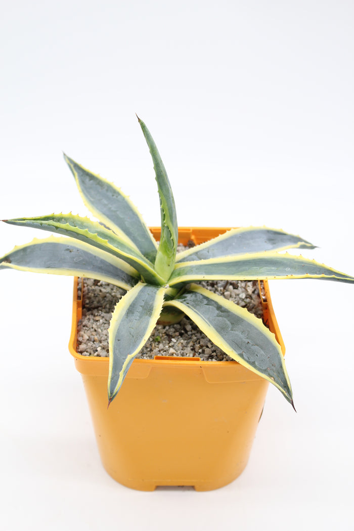 Agave americana Variegata