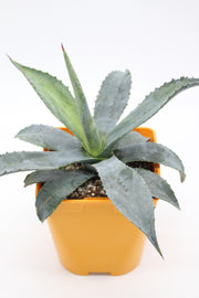 Agave Americana