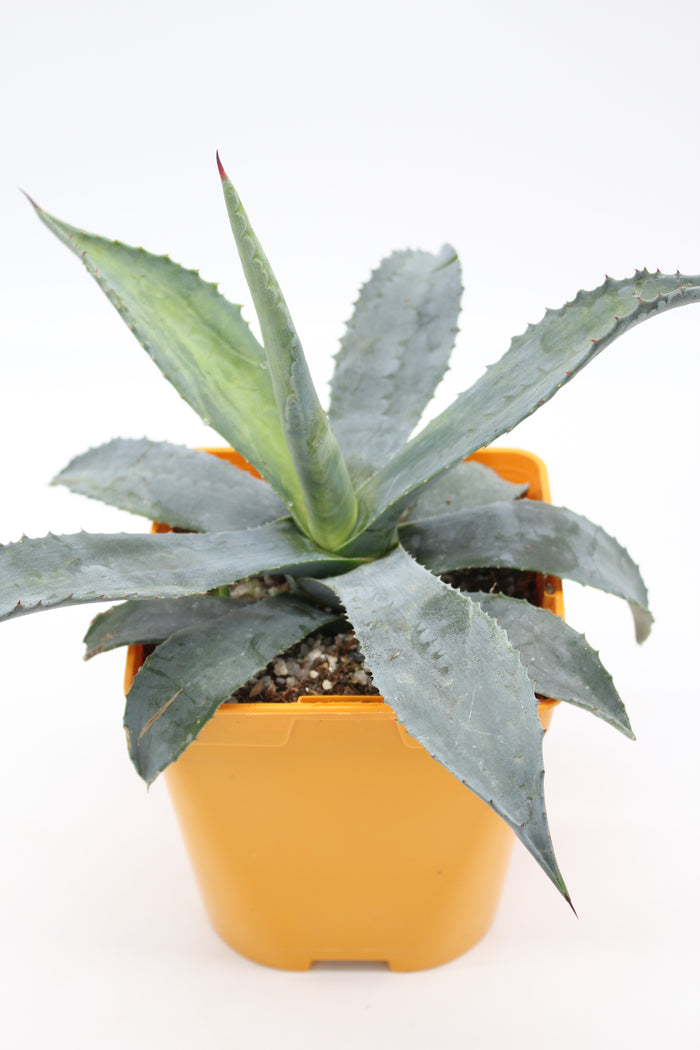 Agave Americana