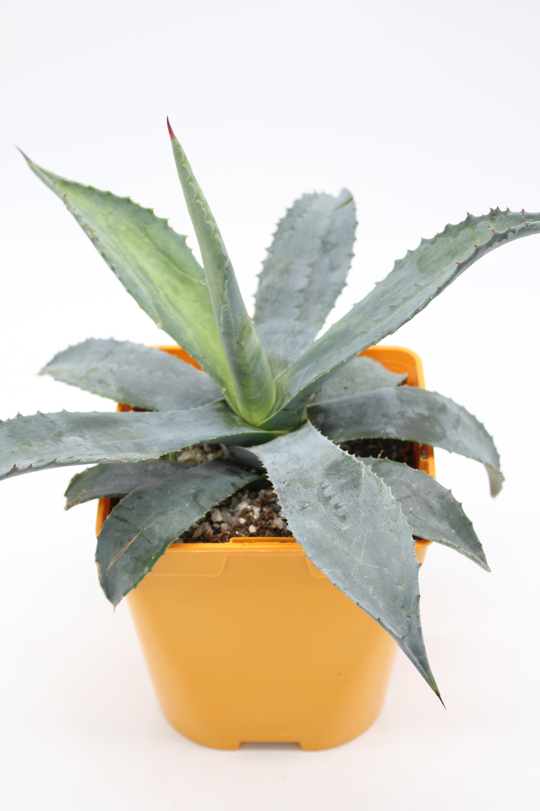 Agave Americana – Desert to Jungle