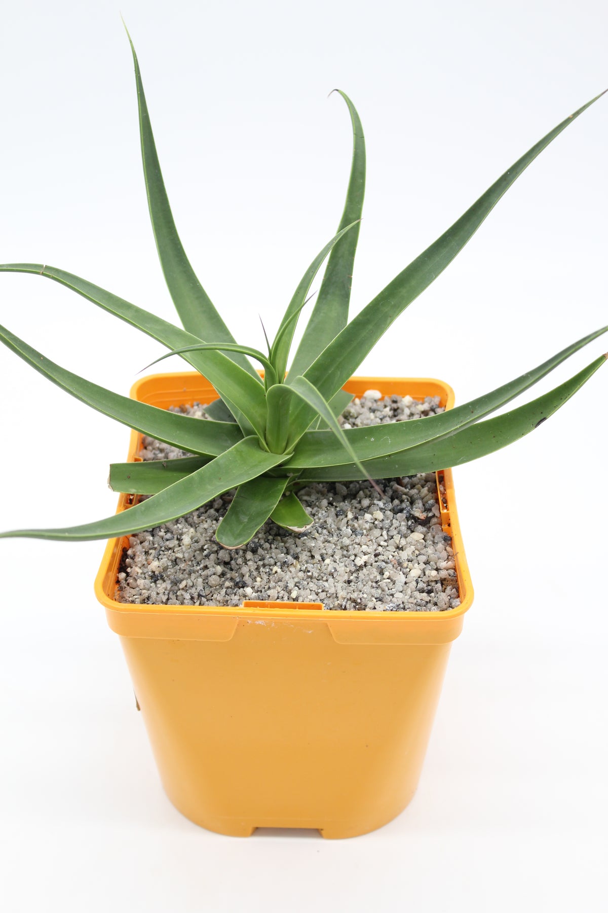 Agave Brachteosa