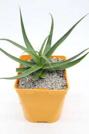 Agave Brachteosa