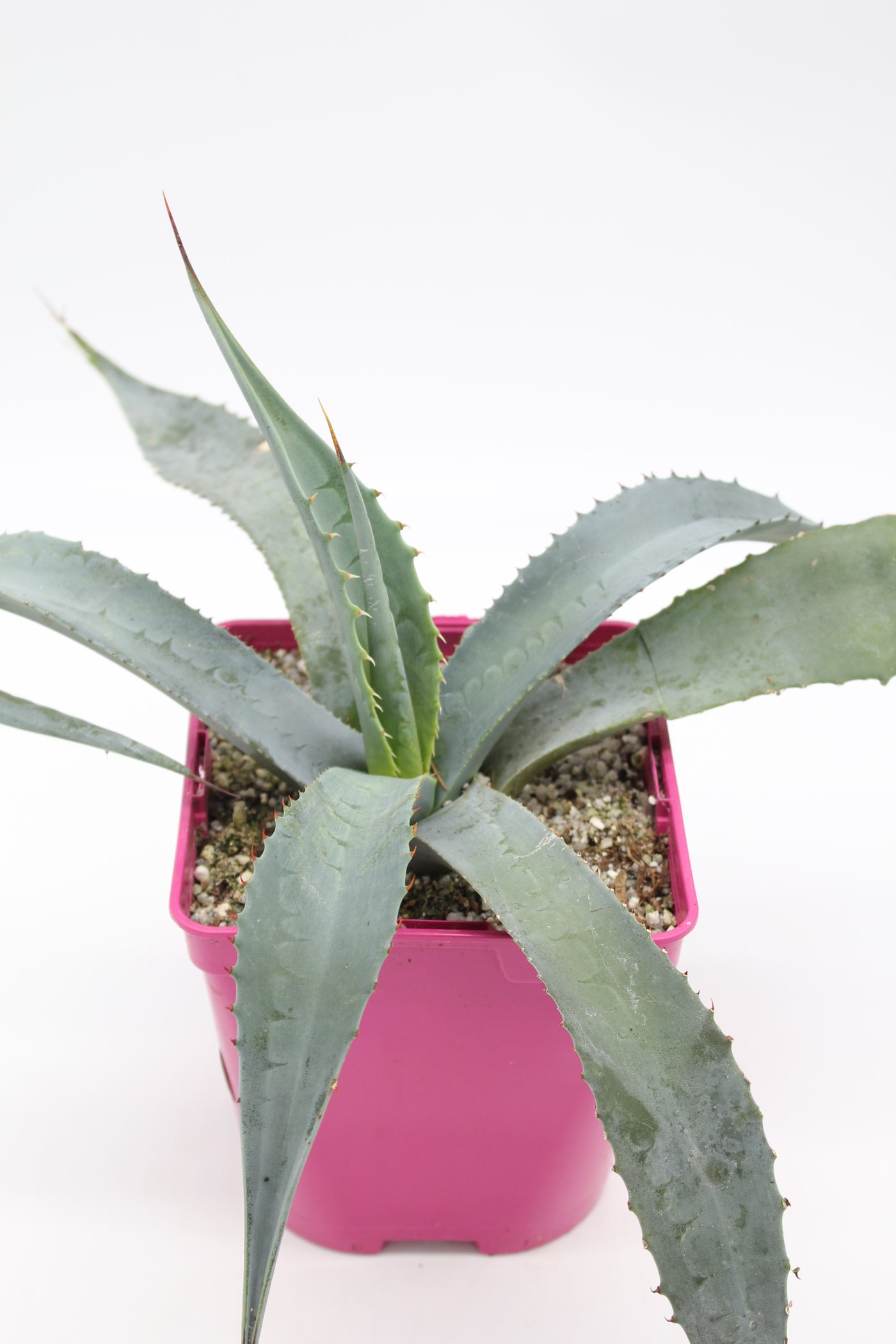 Agave Cerulata