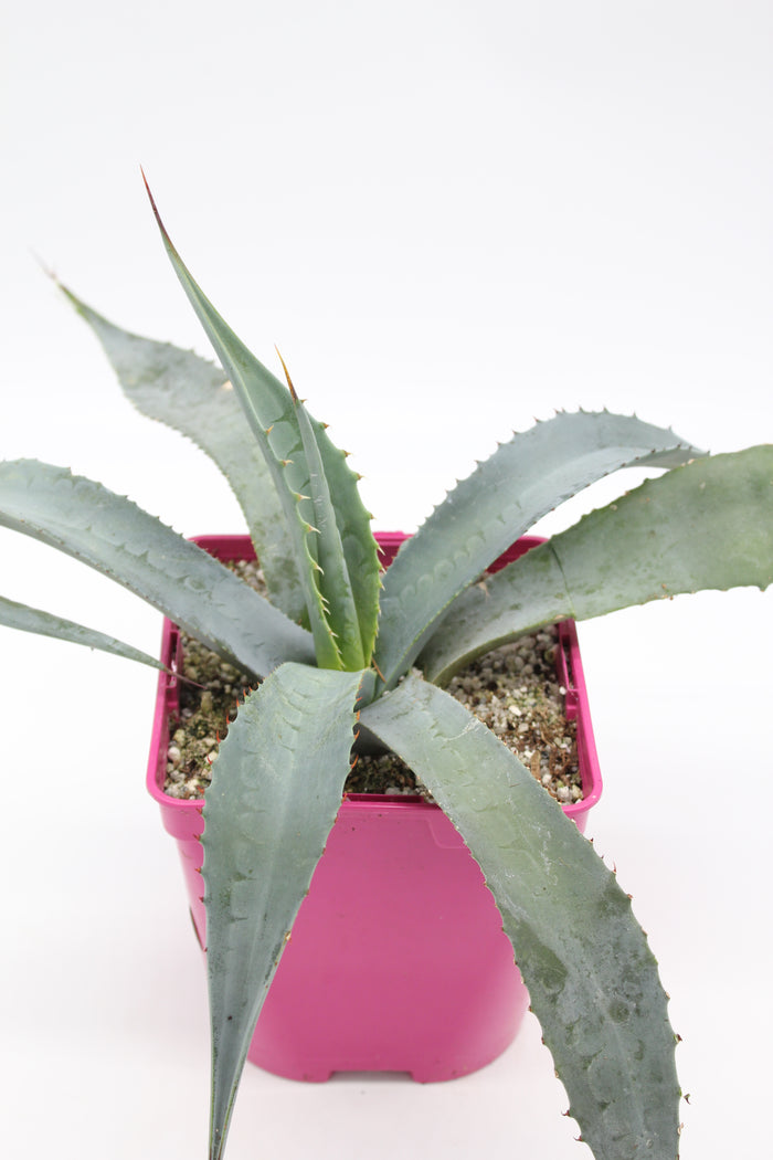 Agave Cerulata