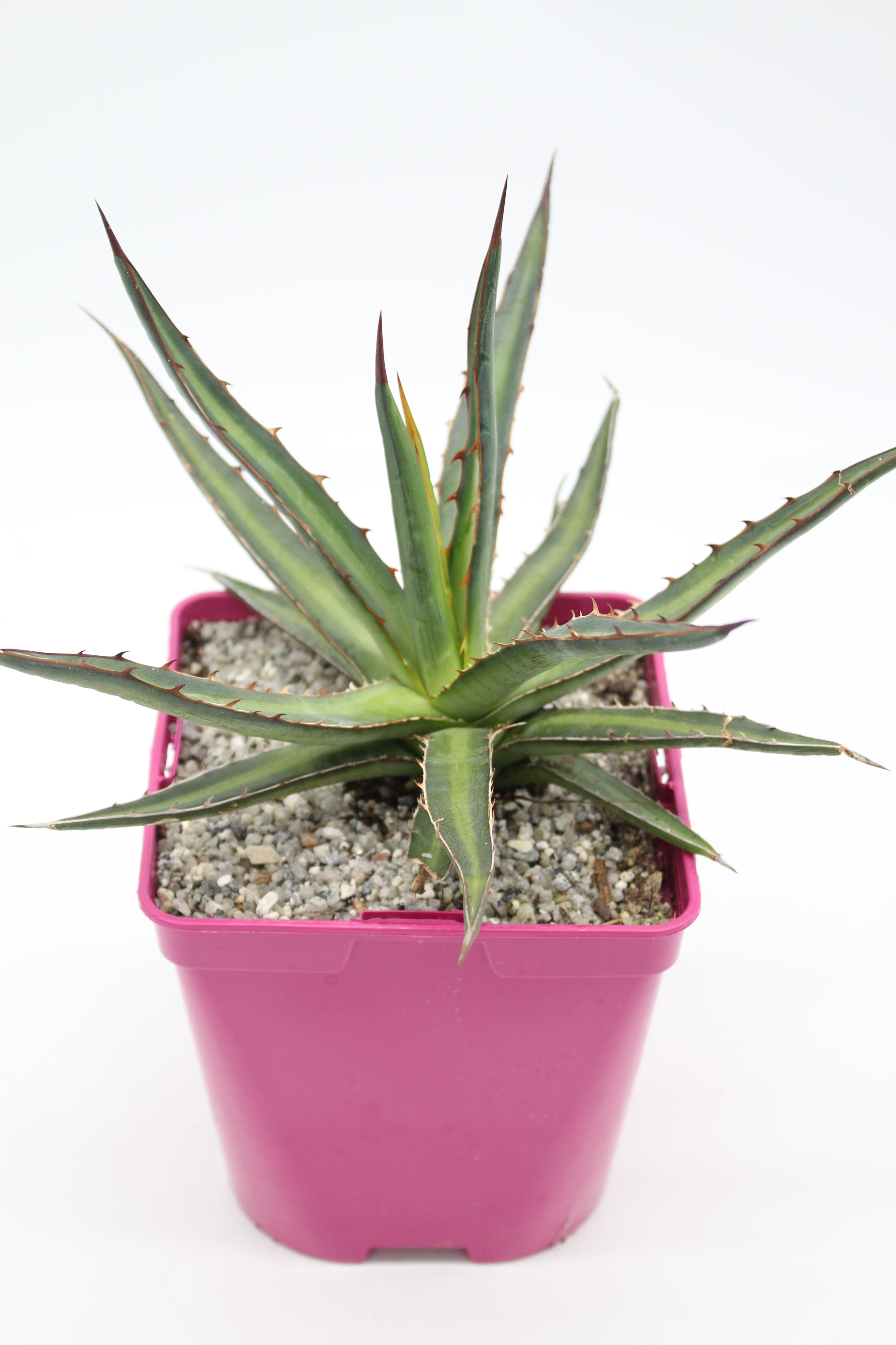 Agave difformis – Desert to Jungle