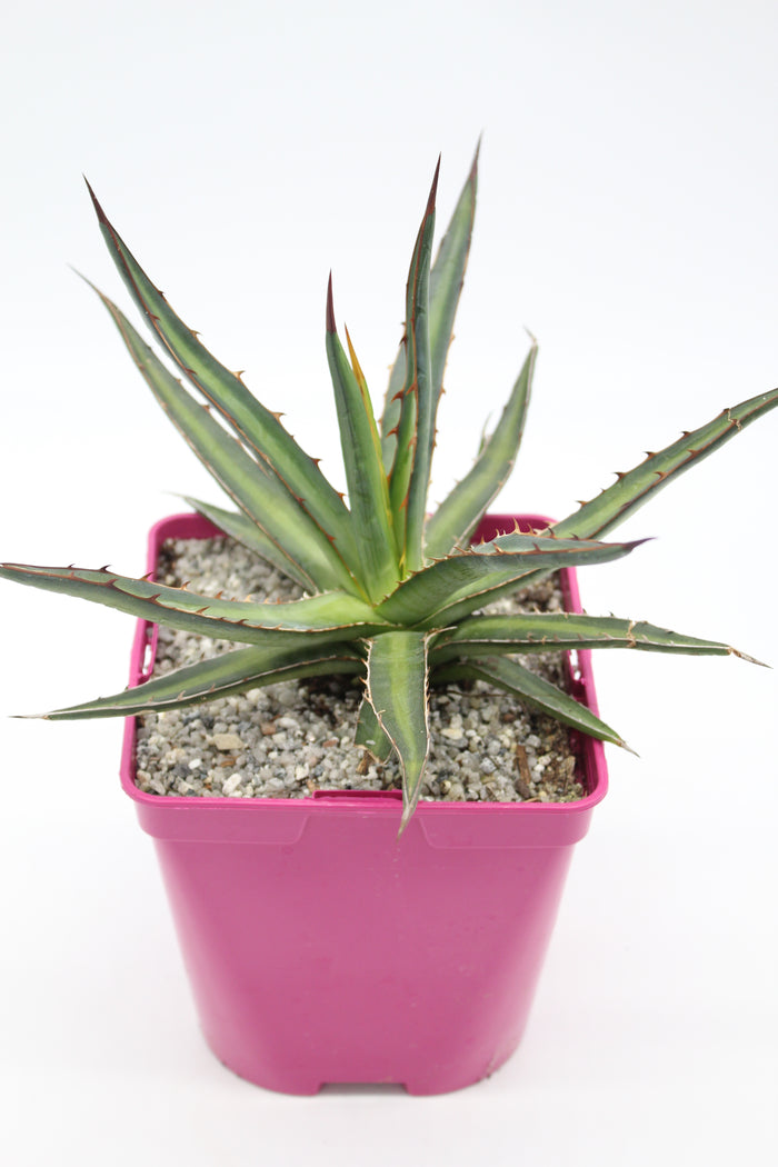 Agave difformis