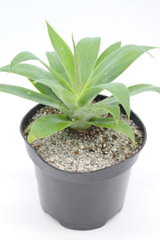 Agave attenuata