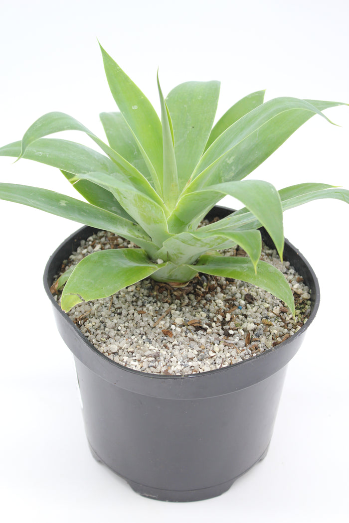 Agave attenuata