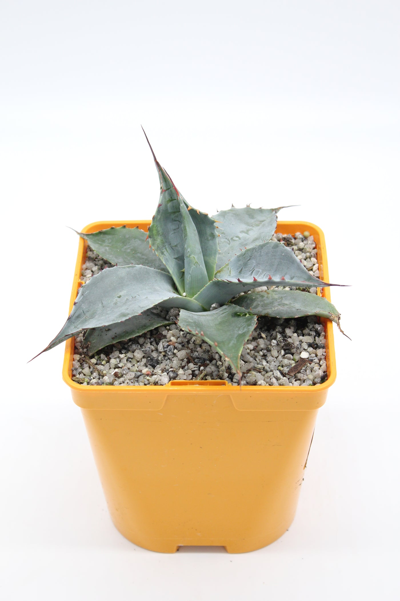 Agave parrassana