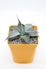 Agave parrassana