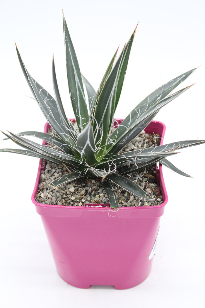 Agave Filifera