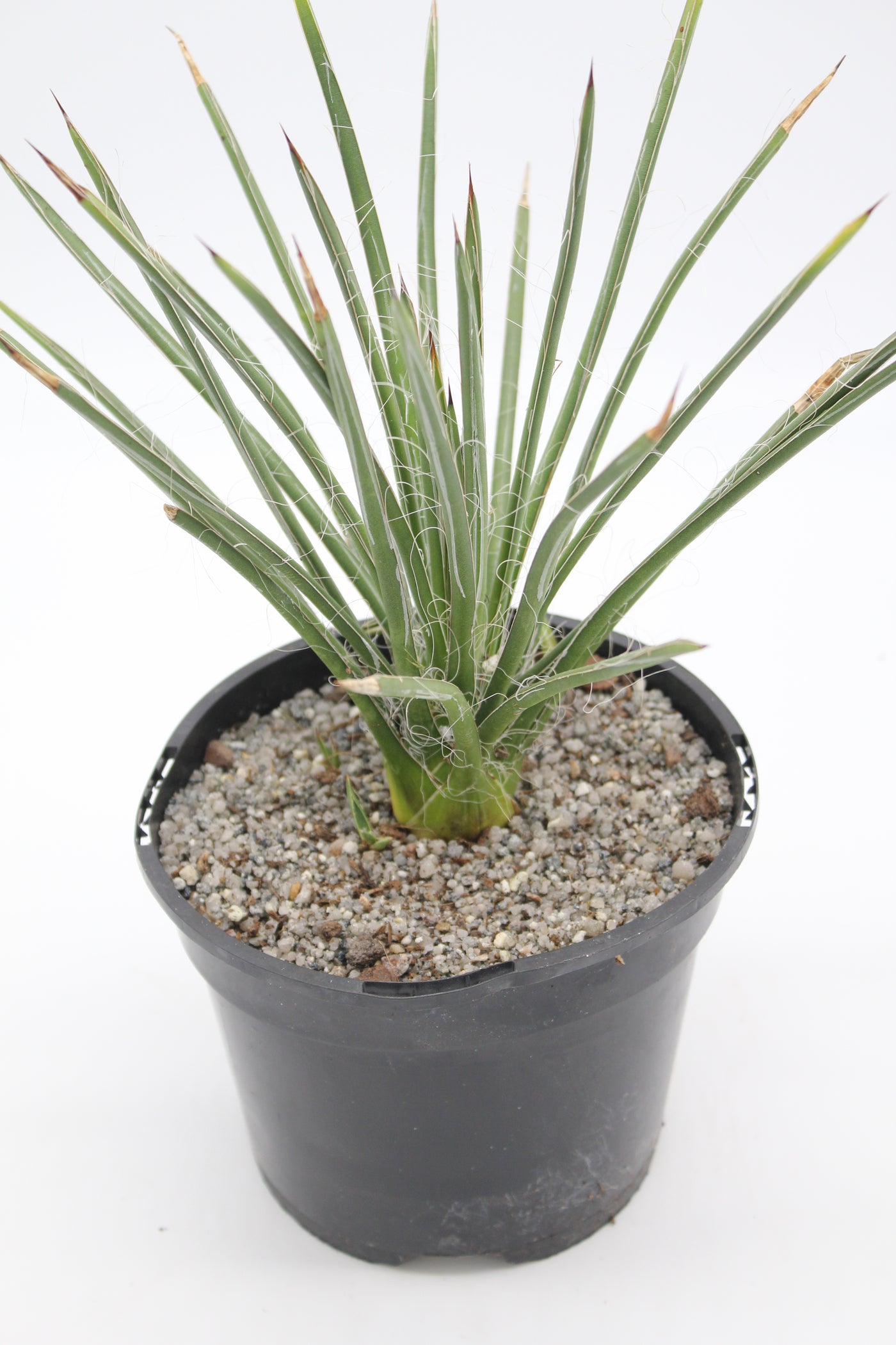 Agave schottii