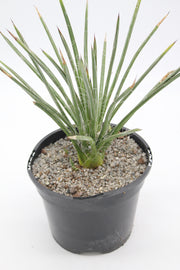 Agave schottii
