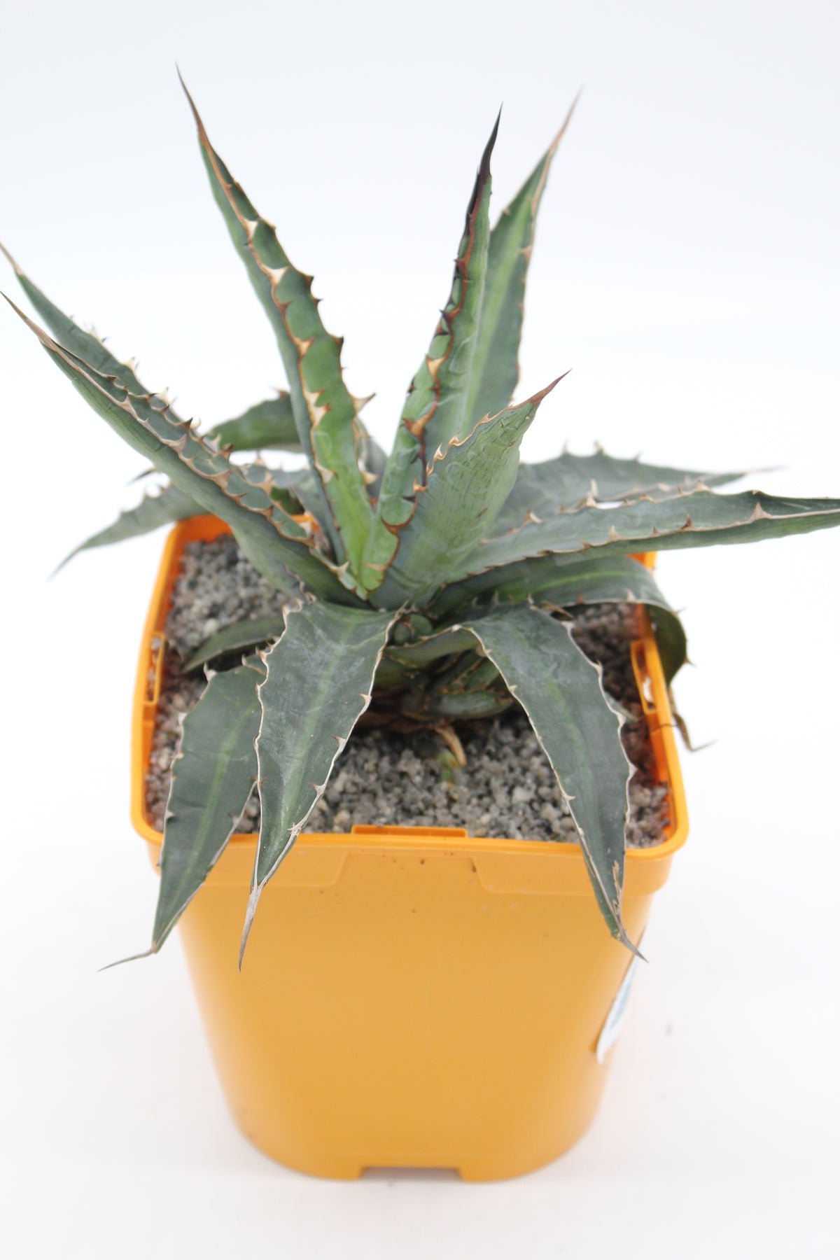 Agave univittata
