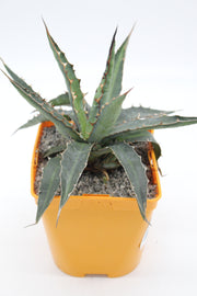 Agave univittata