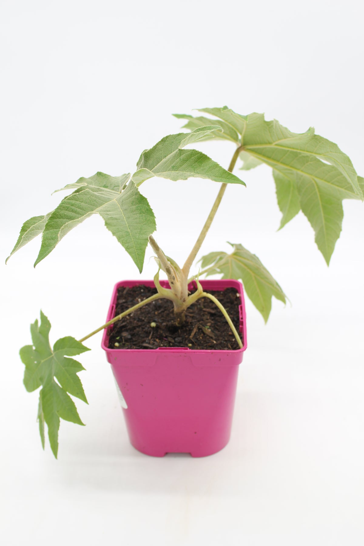 Tetrapanax papyrifer rex