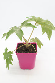 Tetrapanax papyrifer rex