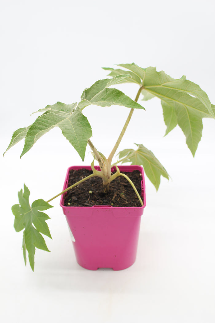 Tetrapanax papyrifer rex