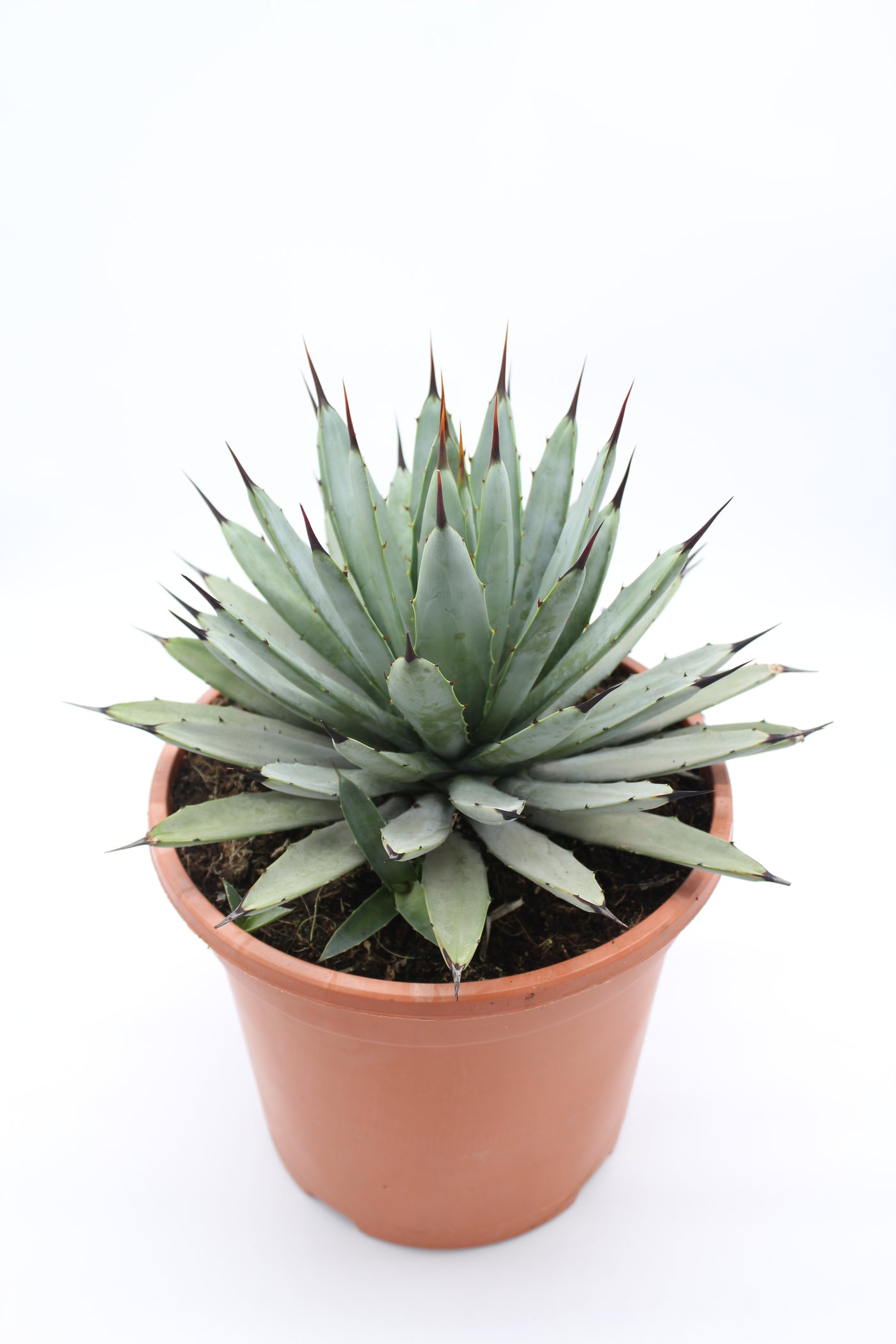 Agave macroacantha