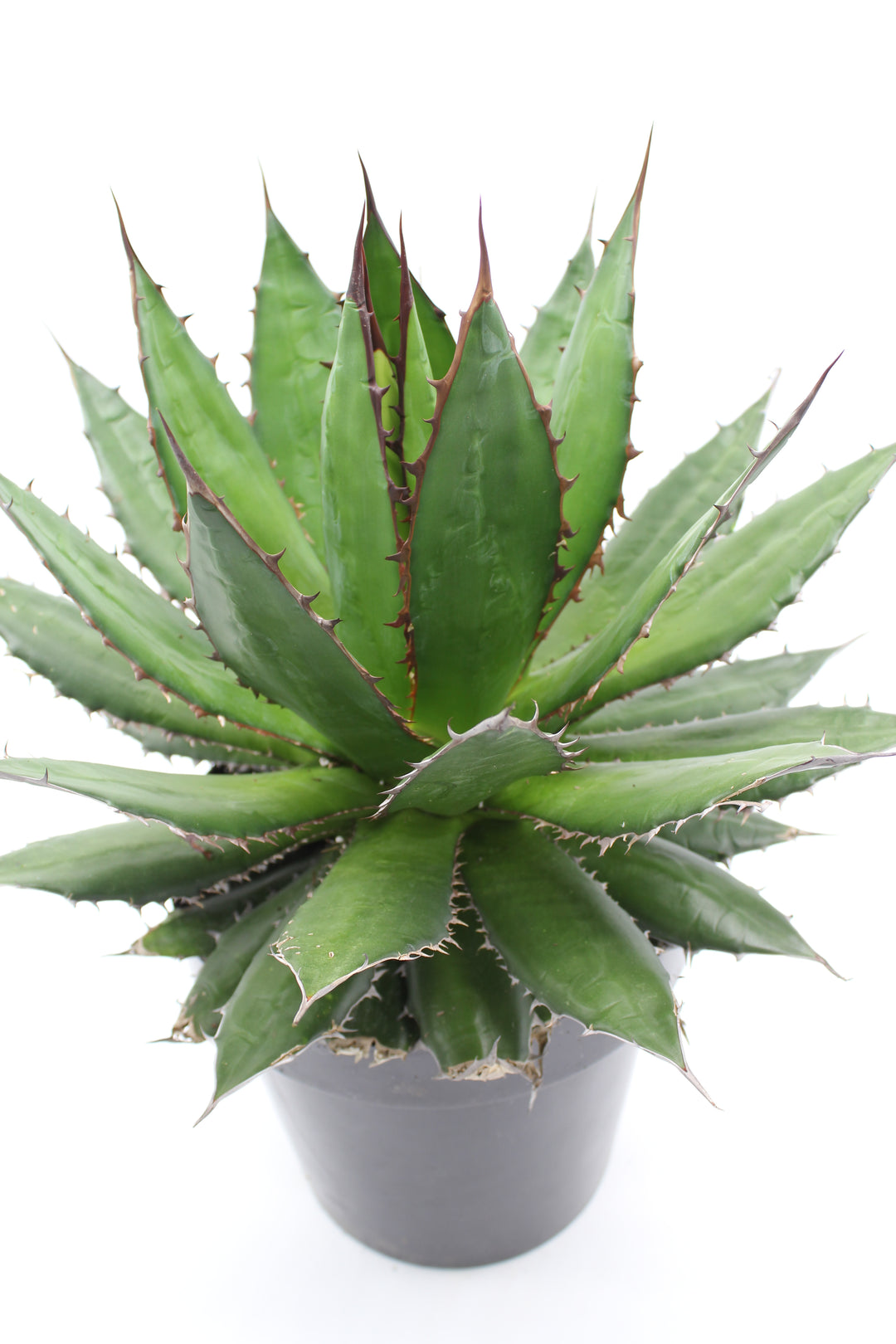 Agave horrida Kagerou【54】 Agave horrida – Rancho Tissue