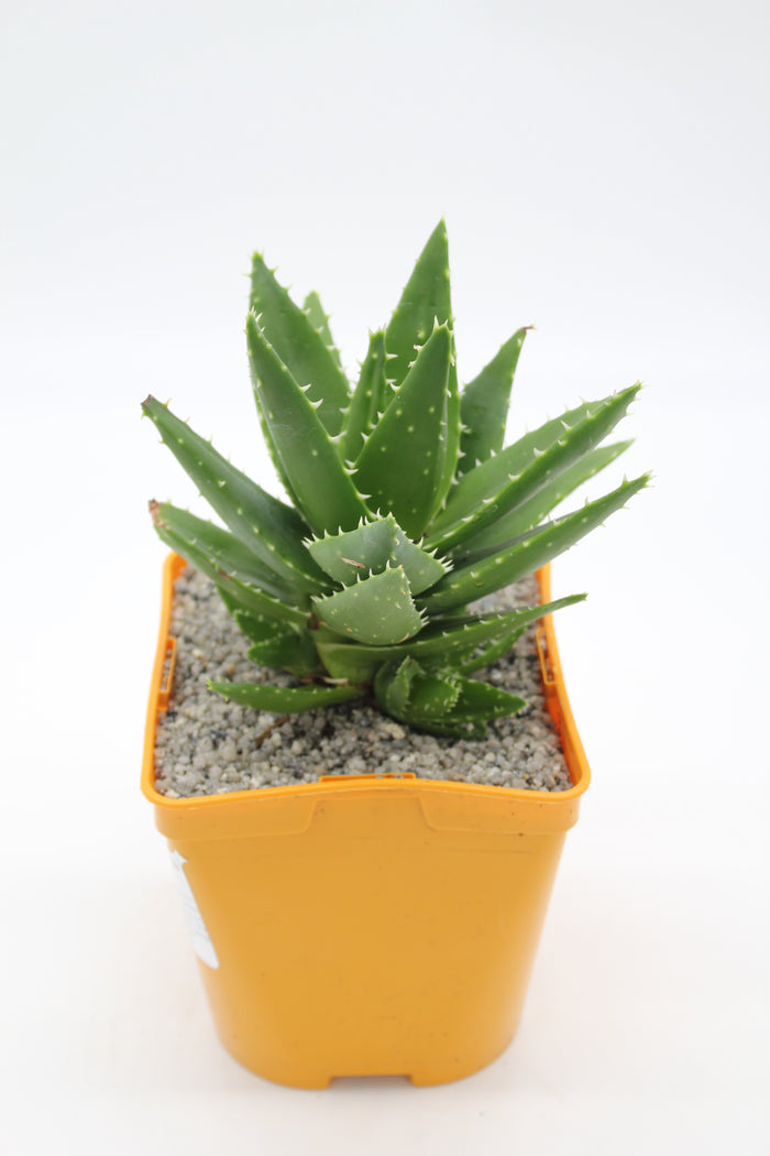 Aloe brevifolia