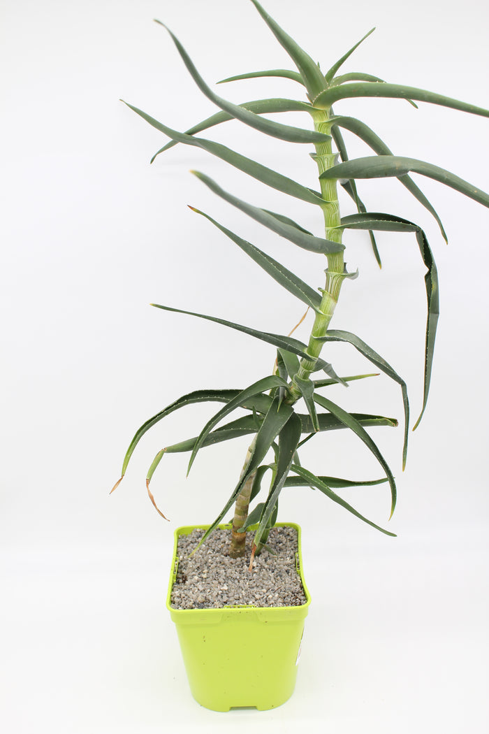 Aloe striatula