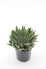 Aloe aristata