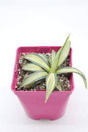 Agave Americana Mediopicta Aurea