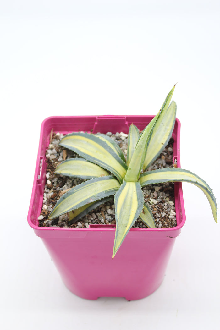 Agave Americana Mediopicta Aurea