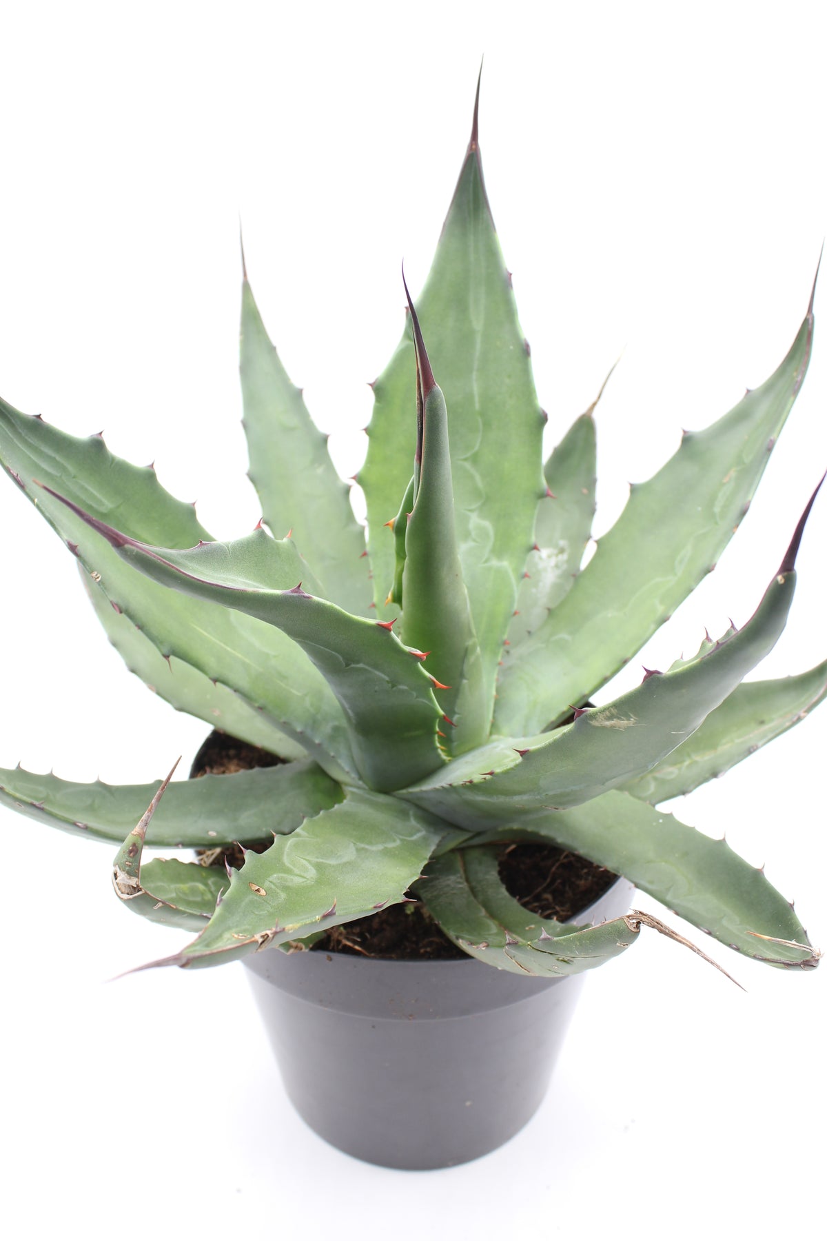 Agave gentryi