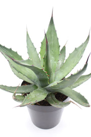 Agave gentryi