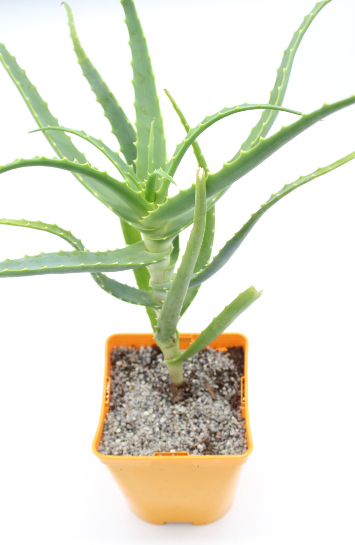 Aloe arborescens