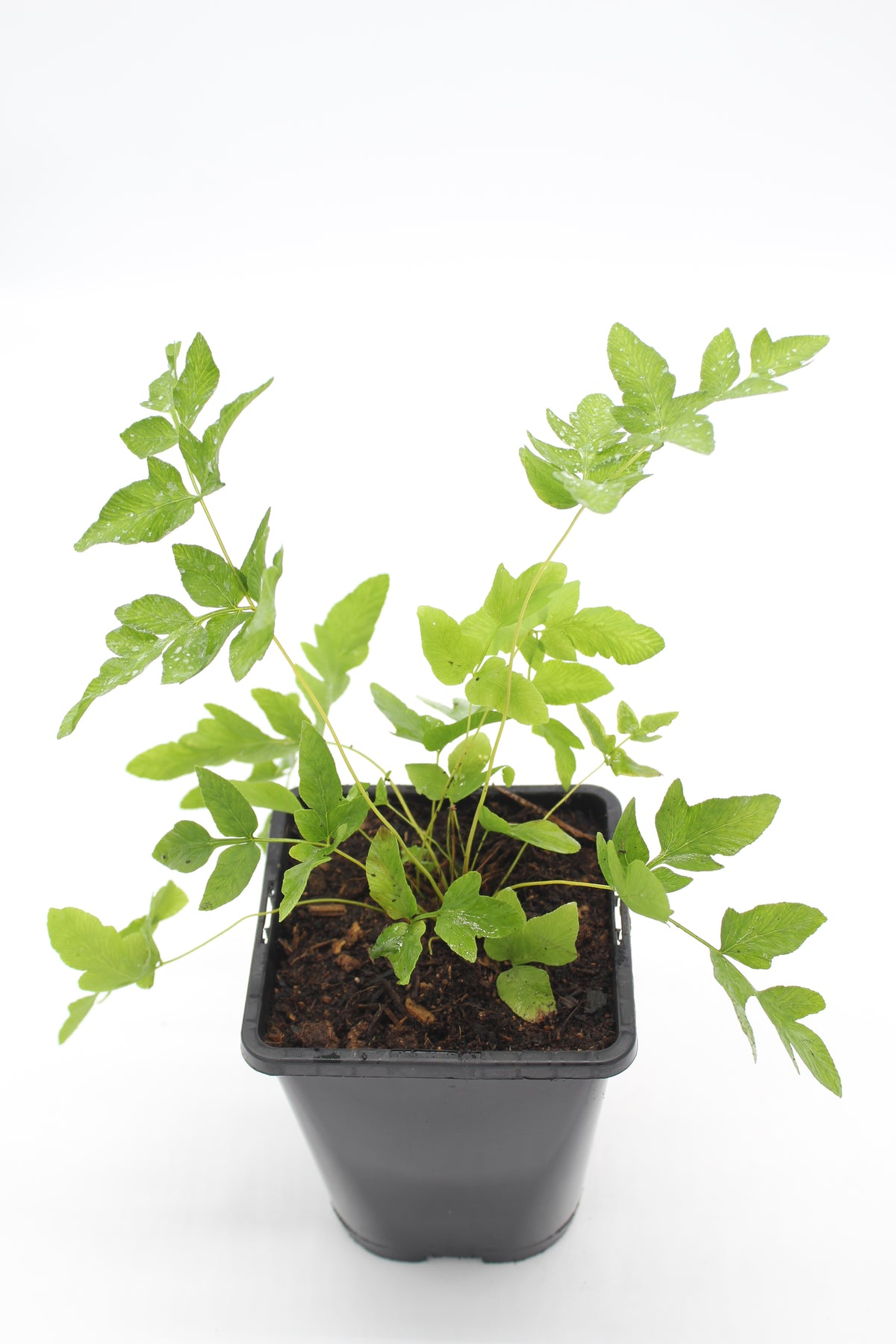 Osmunda regalis