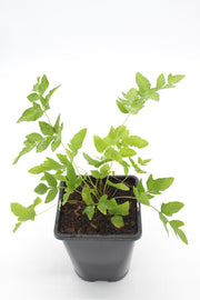 Osmunda regalis