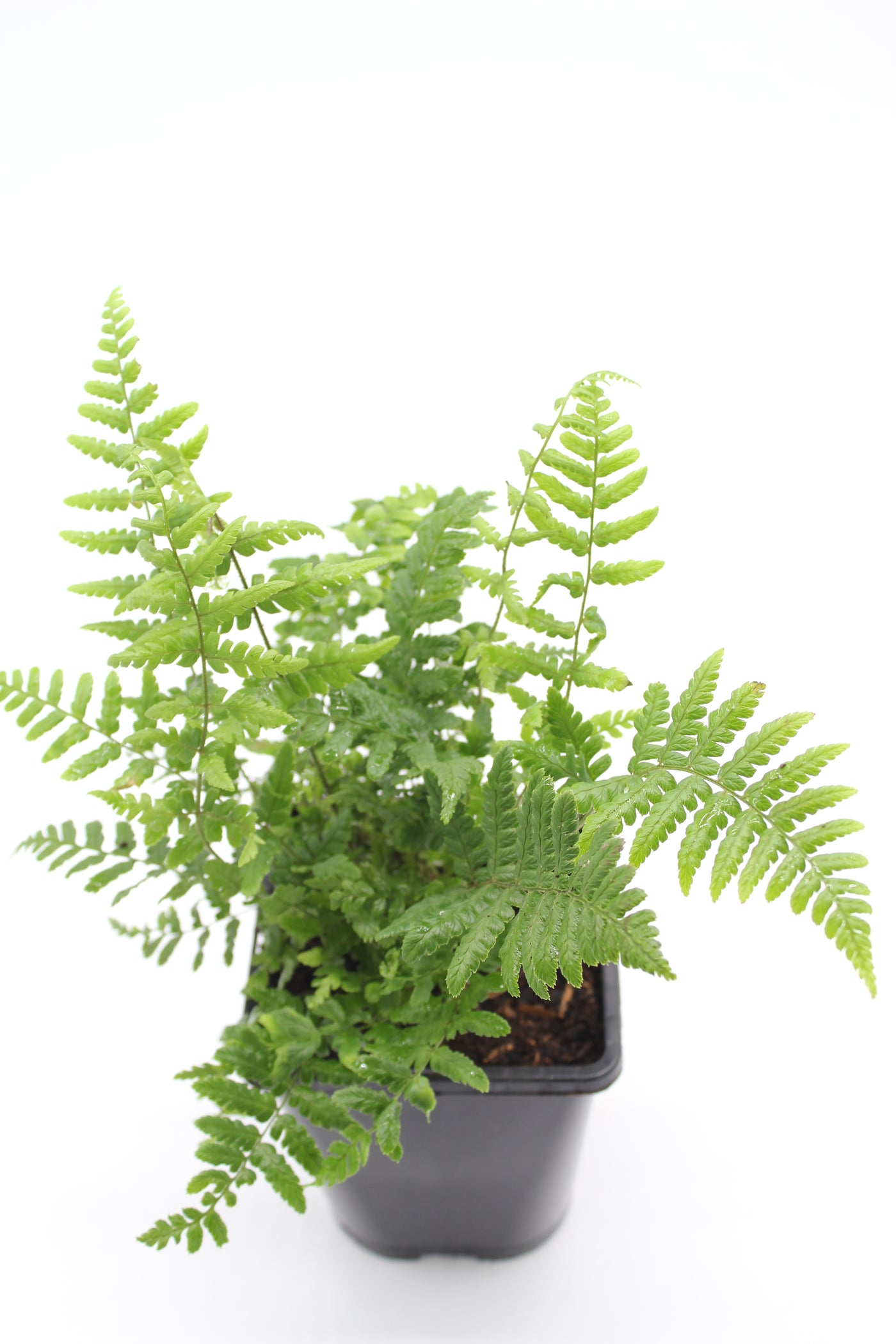 Dryopteris wallichiana