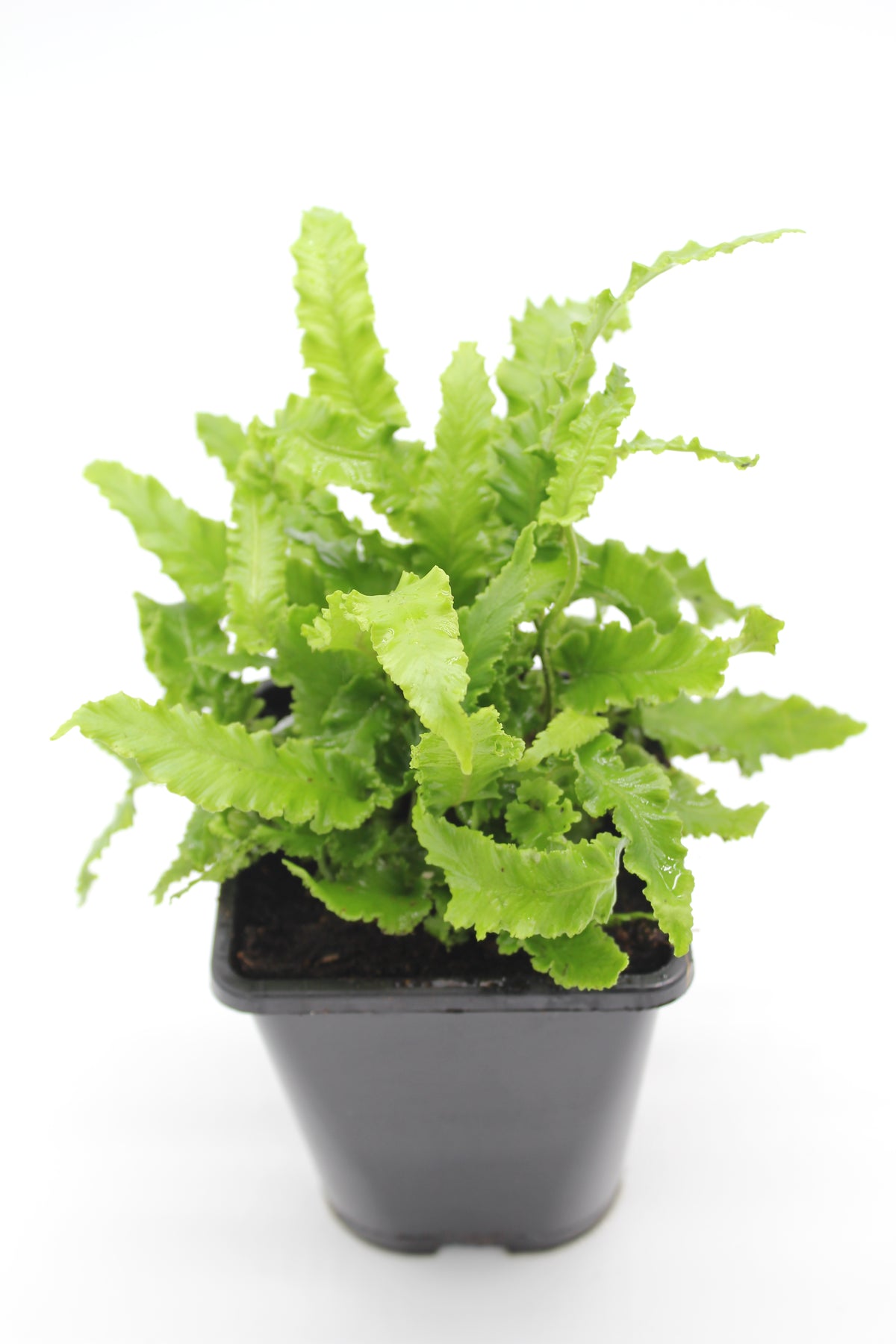 Asplenium scolopendrium Angustatum