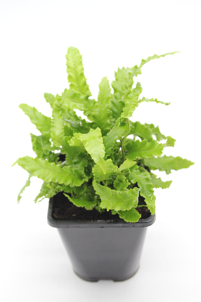 Asplenium scolopendrium Angustatum