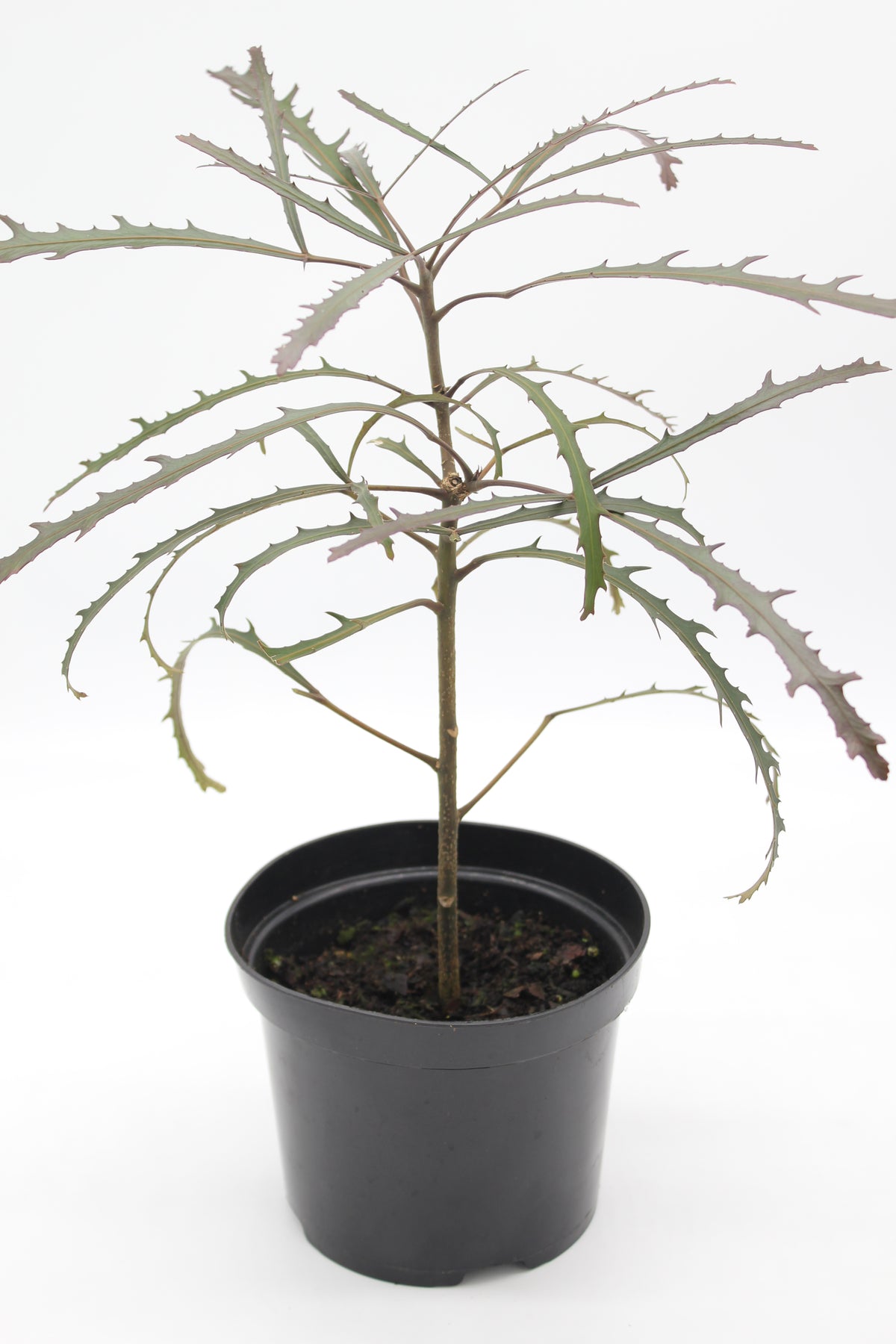 Pseudopanax 'Chainsaw'