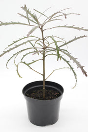 Pseudopanax 'Chainsaw'
