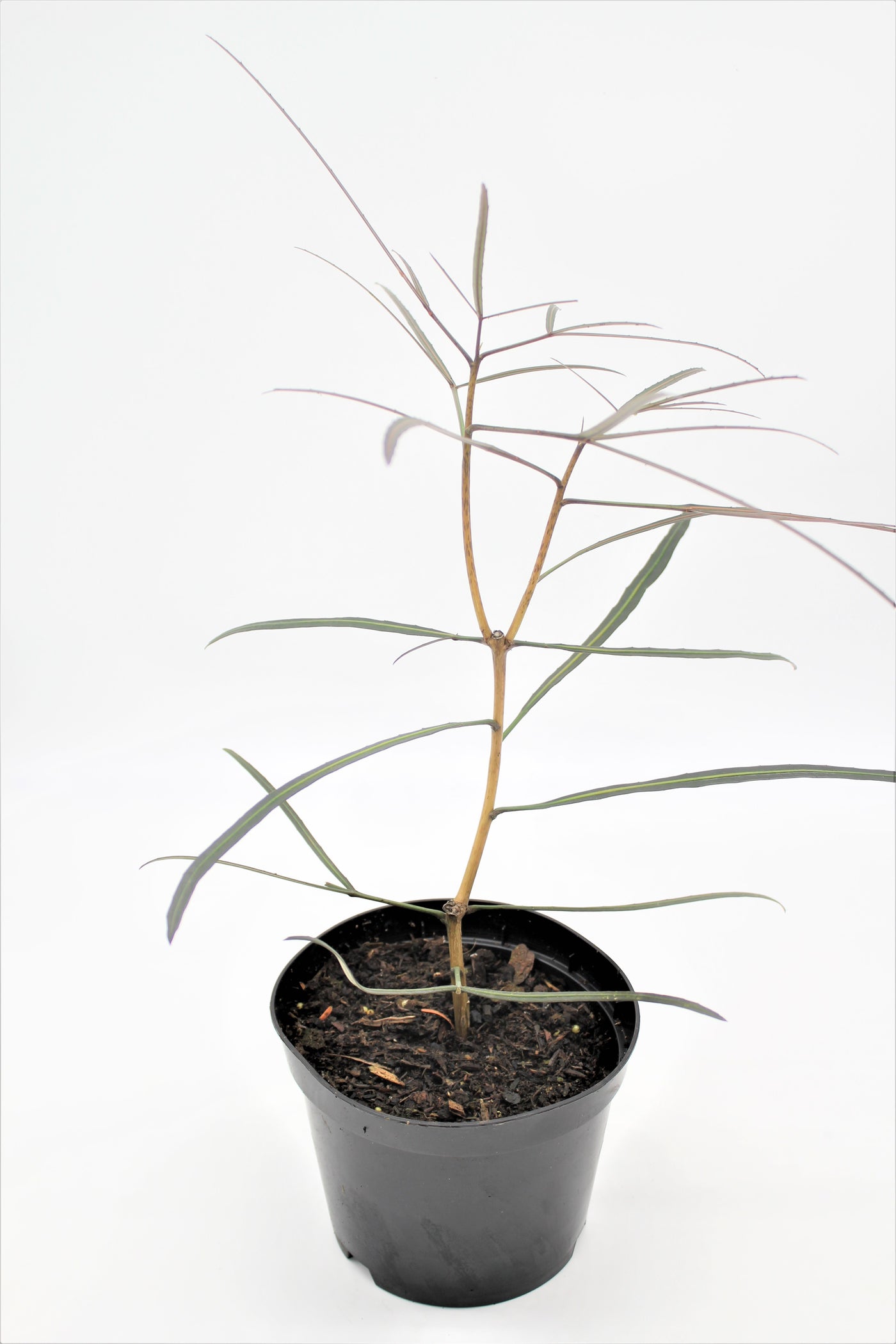 Pseudopanax crassifolia 'Trifolioatus'