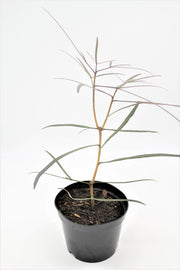 Pseudopanax crassifolia 'Trifolioatus'