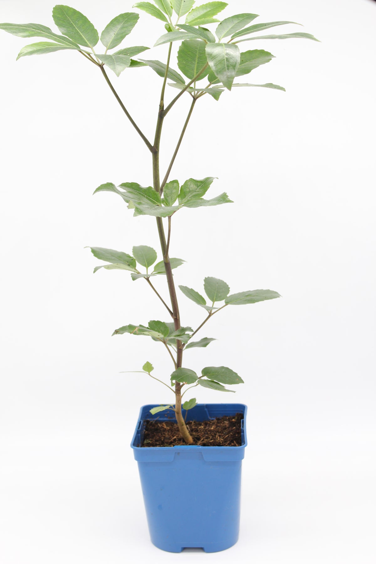 Pseudopanax arboreus